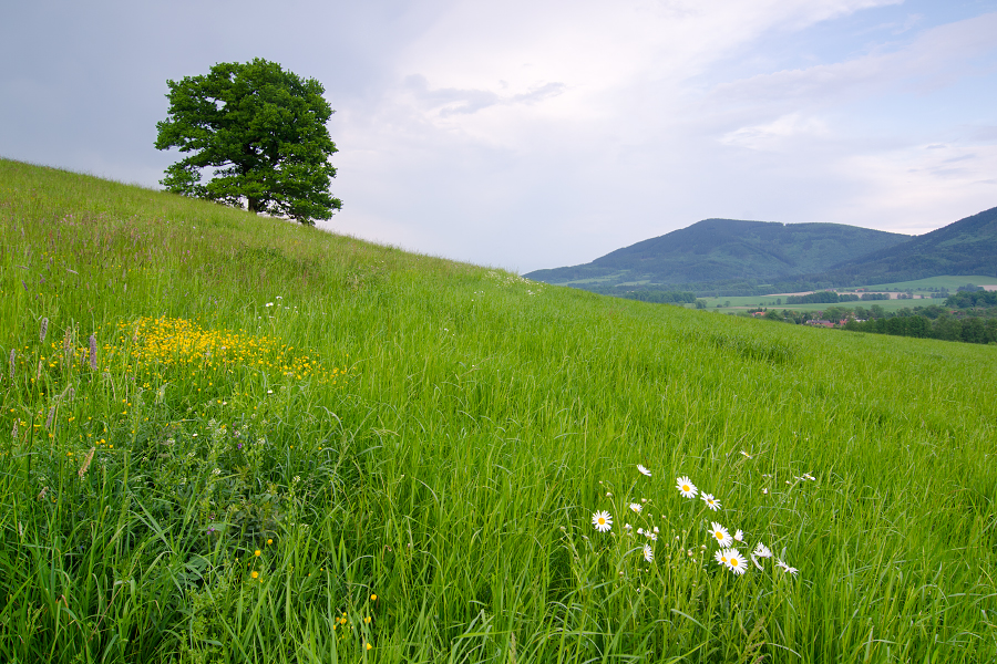 Kozlovice, 5/2011