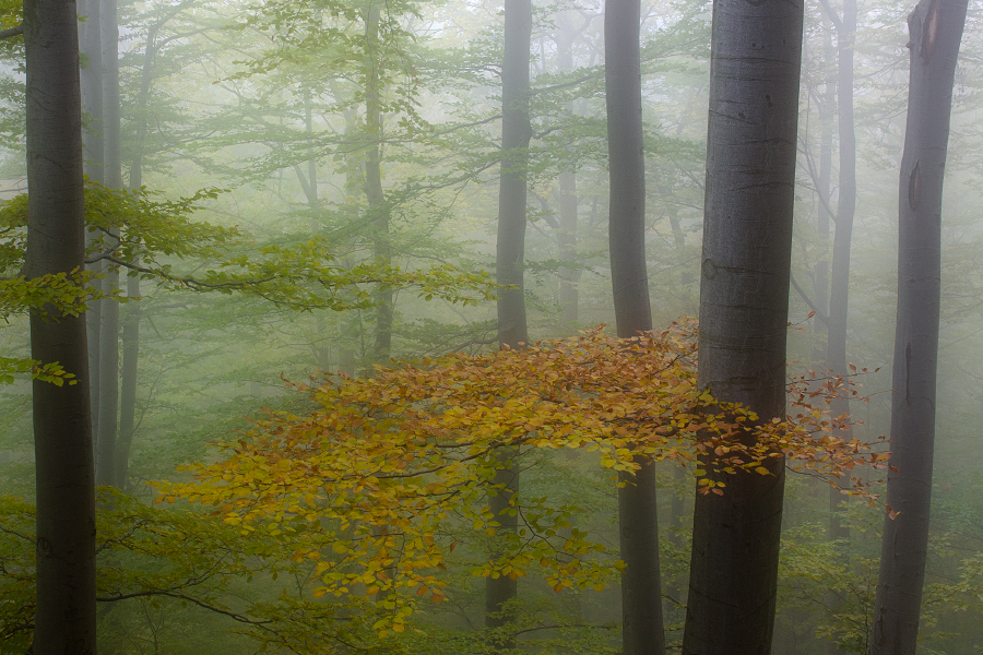 Velká Stolová, 10/2011